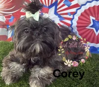 Corey, a male Shih Tzu for sale in Dover, FL – 2 of 6