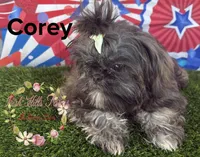 Corey, a male Shih Tzu for sale in Dover, FL – 3 of 6