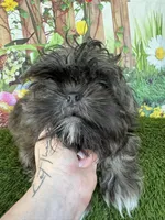 Corey, a male Shih Tzu for sale in Dover, FL – Photo 3 of 4