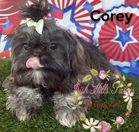 Corey, a male Shih Tzu for sale in Dover, FL – 4 of 6