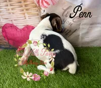 Penn, a male Jack Russell Terrier for sale in Dover, FL – 2 of 5