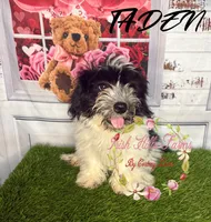 Taden, a male Maltese and Shih Tzu for sale in Dover, FL – 6 of 7