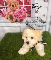 Tajo, a female Maltese and Shih Tzu for sale in Dover, FL – 2 of 7