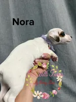 Nora, a female Jack Russell Terrier for sale in Dover, FL – 4 of 5