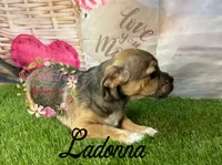 Ladonna, a female Jack Russell Terrier and Shih Tzu for sale in Dover, FL – 2 of 4
