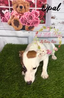 Opal, a female Jack Russell Terrier for sale in Dover, FL – 4 of 9