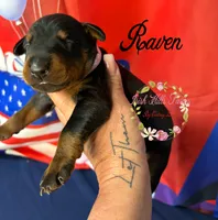 Raven, a female Doberman Pinscher for sale in Dover, FL – 3 of 4