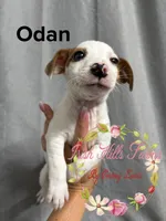 Odan, a male Jack Russell Terrier for sale in Dover, FL – 4 of 4