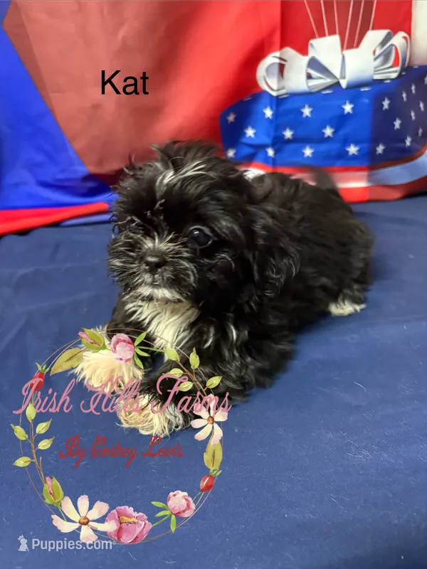 Kat – Maltese, Shih Tzu puppy for sale in Dover, FL