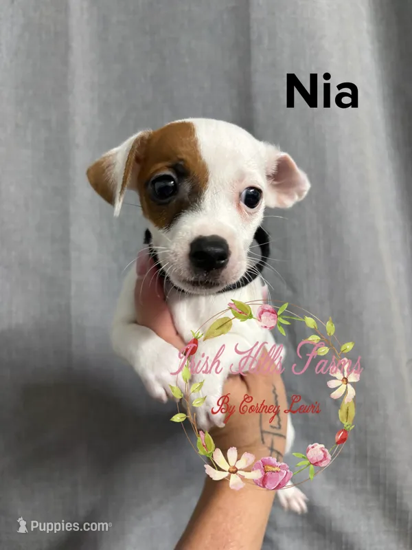 Nia – Jack Russell Terrier puppy for sale in Dover, FL