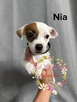 Nia, a female Jack Russell Terrier for sale in Dover, FL – 1 of 6