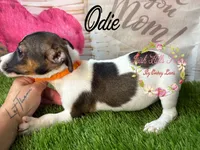 Odie, a female Jack Russell Terrier for sale in Dover, FL – 5 of 9