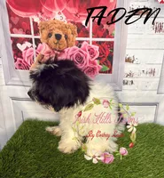 Taden, a male Maltese and Shih Tzu for sale in Dover, FL – 4 of 7