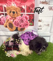 Taft, a male Maltese and Shih Tzu for sale in Dover, FL – 2 of 10