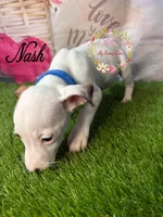 Nash, a male Jack Russell Terrier for sale in Dover, FL – 6 of 6