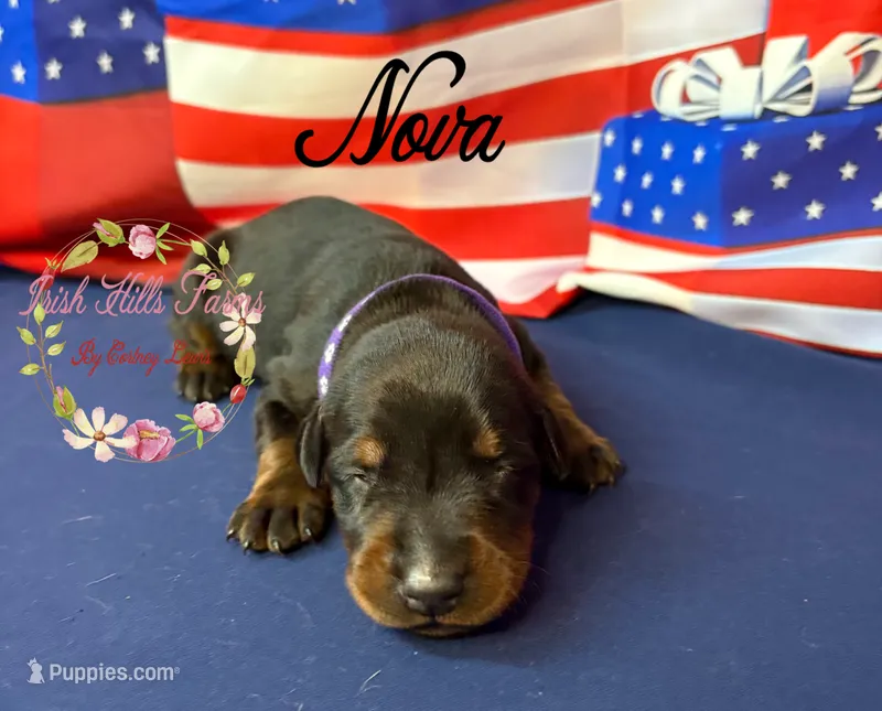 Nova – Doberman Pinscher puppy for sale in Dover, FL