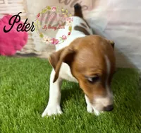 Peter, a male Jack Russell Terrier for sale in Dover, FL – 4 of 6