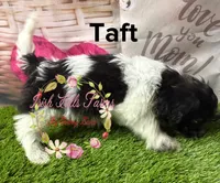 Taft, a male Maltese and Shih Tzu for sale in Dover, FL – 3 of 6