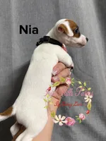 Nia, a female Jack Russell Terrier for sale in Dover, FL – 5 of 6