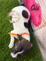 Odie, a female Jack Russell Terrier for sale in Dover, FL – 9 of 9