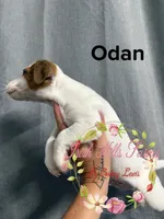Odan, a male Jack Russell Terrier for sale in Dover, FL – 3 of 4