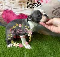 Qualls, a female Boston Terrier for sale in Dover, FL – 2 of 8