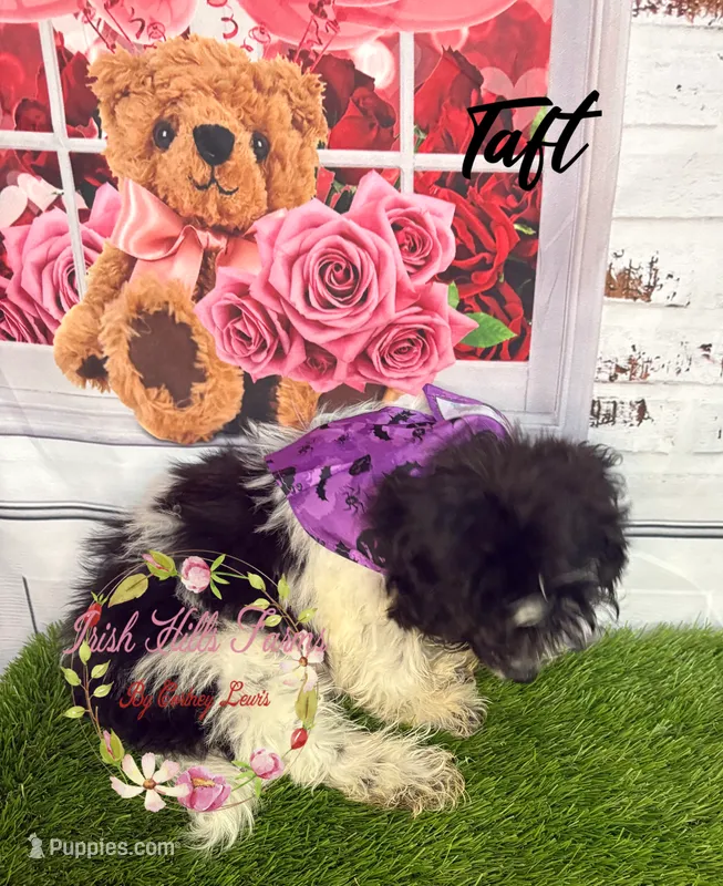 Taft – Maltese, Shih Tzu puppy for sale in Dover, FL