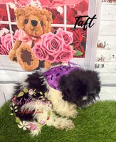Taft, a male Maltese and Shih Tzu for sale in Dover, FL – 1 of 10