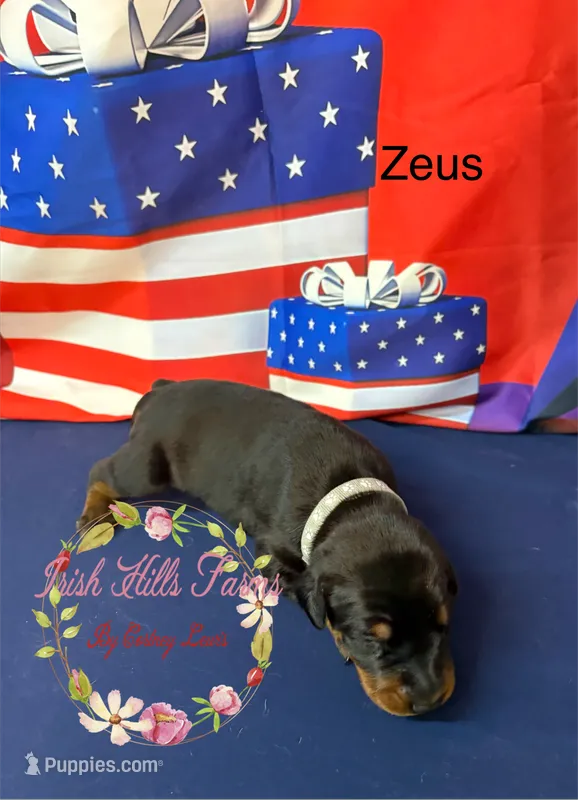 Zeus – Doberman Pinscher puppy for sale in Dover, FL