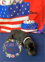 Zeus, a male Doberman Pinscher for sale in Dover, FL – 1 of 6