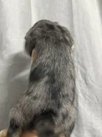 Lacey, a female Jack Russell Terrier and Shih Tzu for sale in Dover, FL – 3 of 3