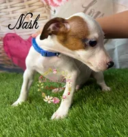 Nash, a male Jack Russell Terrier for sale in Dover, FL – 5 of 6