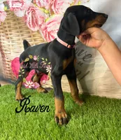 Raven, a male Doberman Pinscher for sale in Dover, FL – 4 of 4