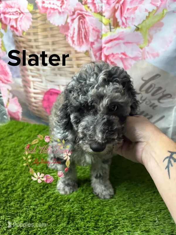 Slater – Poodle - Miniature  puppy for sale in Dover, FL