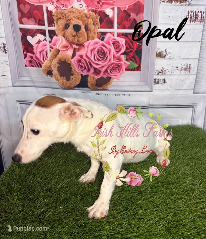 Opal – Jack Russell Terrier puppy for sale in Dover, FL