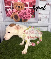 Opal, a female Jack Russell Terrier for sale in Dover, FL – 1 of 9