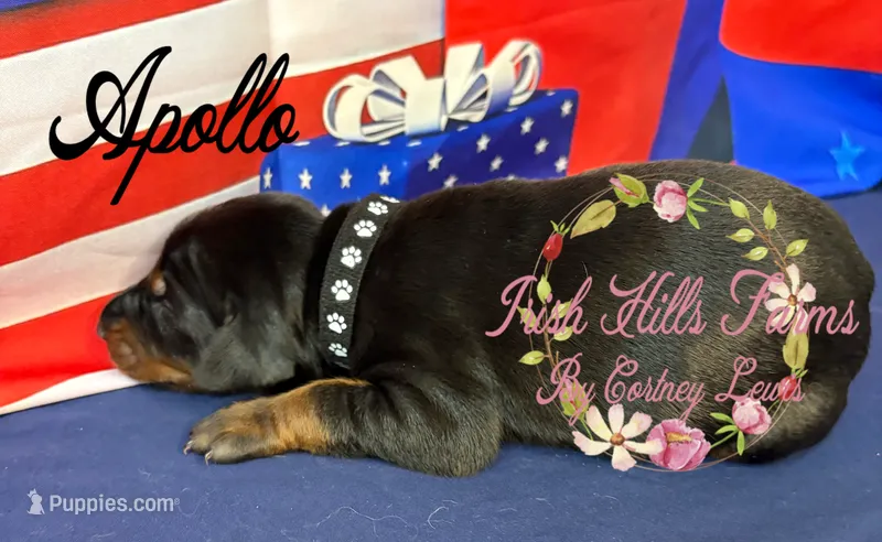 Apollo – Doberman Pinscher puppy for sale in Dover, FL