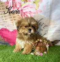Kevin, a male Maltese and Shih Tzu for sale in Dover, FL – 3 of 7