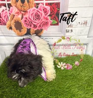 Taft, a male Maltese and Shih Tzu for sale in Dover, FL – 3 of 10
