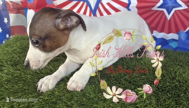 Jaedyn – Jack Russell Terrier puppy for sale in Dover, FL