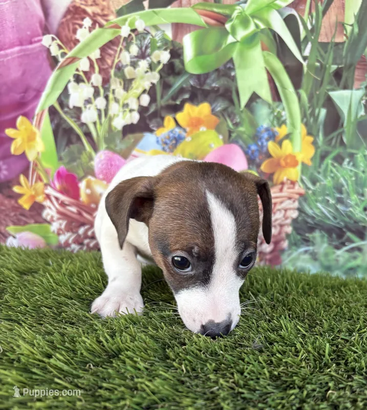 Jaedyn – Jack Russell Terrier puppy for sale in Dover, FL