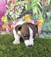 Jaedyn, a male Jack Russell Terrier for sale in Dover, FL – Photo 1 of 8