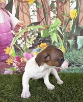 Jaedyn, a male Jack Russell Terrier for sale in Dover, FL – Photo 5 of 8