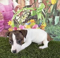 Jaedyn, a male Jack Russell Terrier for sale in Dover, FL – Photo 7 of 8