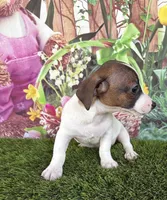 Jaedyn, a male Jack Russell Terrier for sale in Dover, FL – Photo 4 of 8