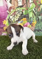 Jaedyn, a male Jack Russell Terrier for sale in Dover, FL – Photo 6 of 8