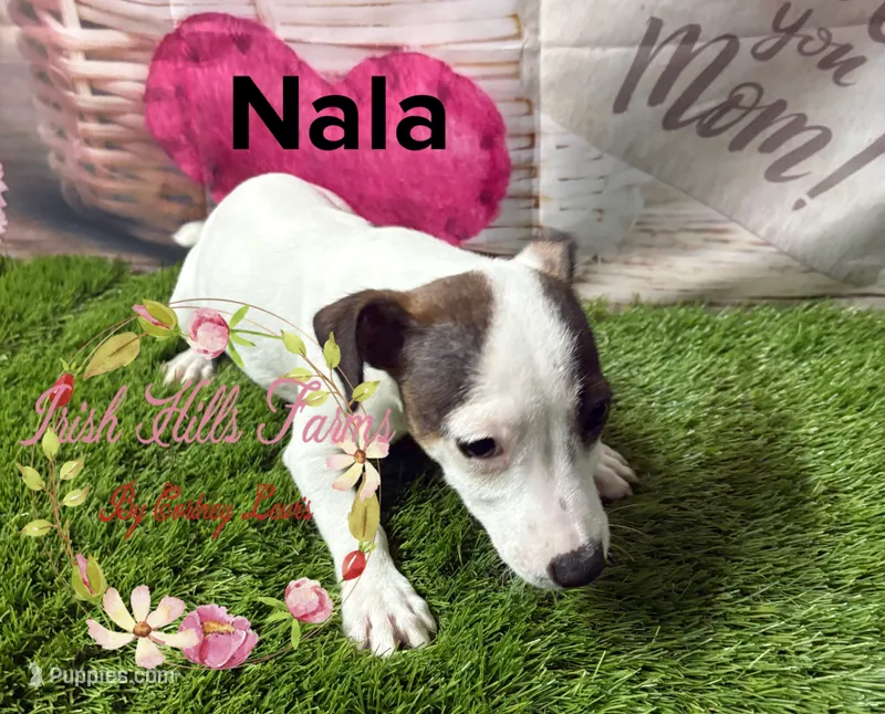 Nala – Jack Russell Terrier puppy for sale in Dover, FL