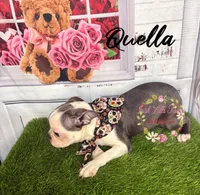 Quella, a female Boston Terrier for sale in Dover, FL – 9 of 10