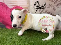 Opal, a female Jack Russell Terrier for sale in Dover, FL – 5 of 9