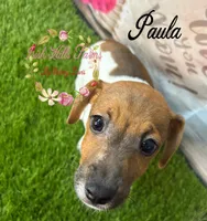 Paula, a female Jack Russell Terrier for sale in Dover, FL – 2 of 6